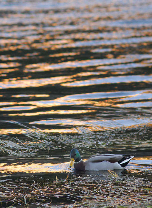 Autumn Sunrise Nature/Wildlife Photo Shoot in Westcliffe, Colorado