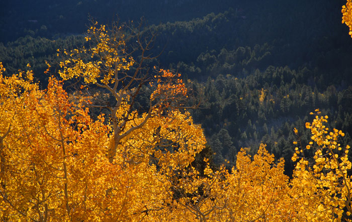 Autumn Sunrise Nature/Wildlife Photo Shoot in Westcliffe, Colorado