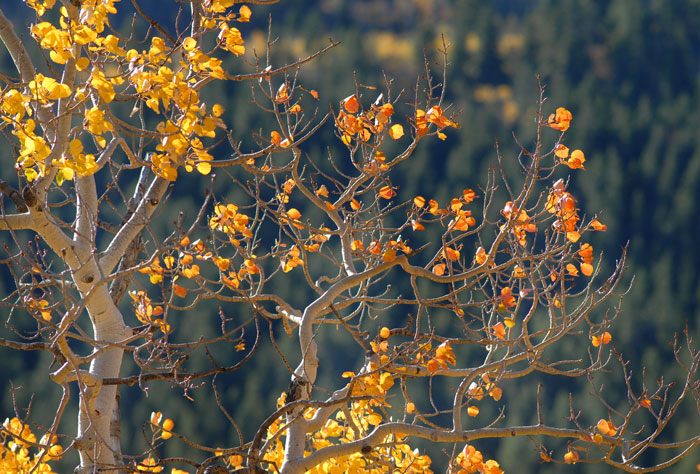Autumn Sunrise Nature/Wildlife Photo Shoot in Westcliffe, Colorado