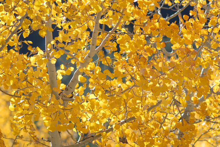 Autumn Sunrise Nature/Wildlife Photo Shoot in Westcliffe, Colorado