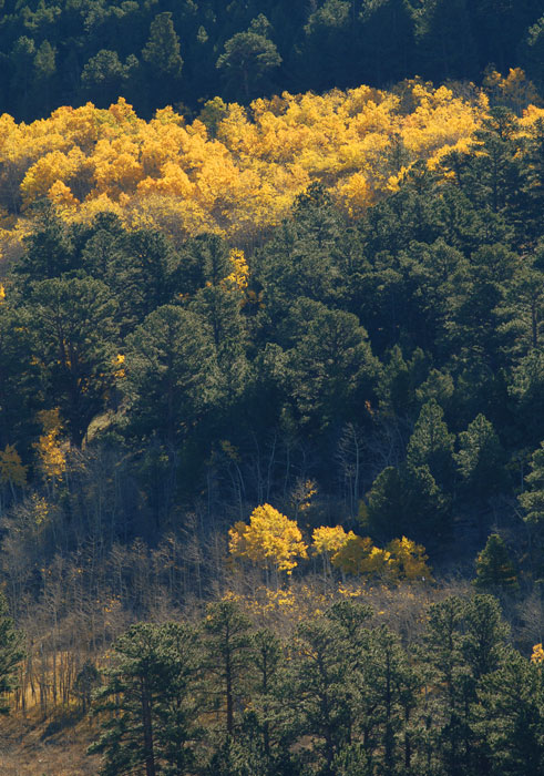 Autumn Sunrise Nature/Wildlife Photo Shoot in Westcliffe, Colorado