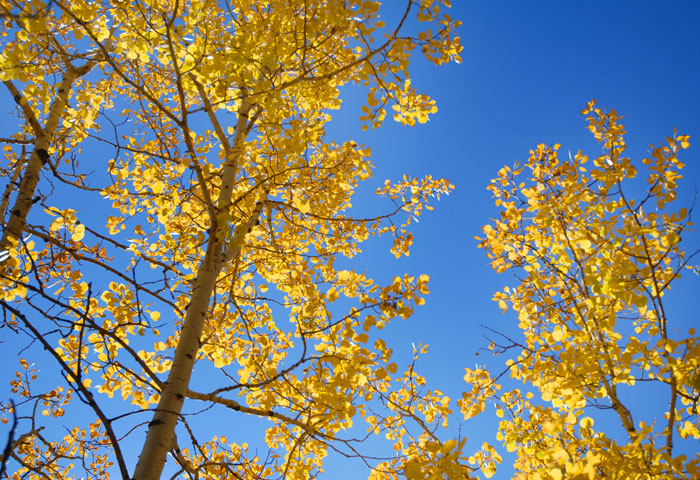 Autumn Sunrise Nature/Wildlife Photo Shoot in Westcliffe, Colorado