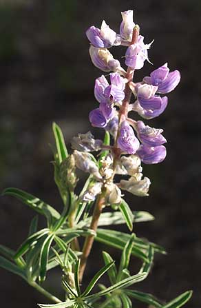 Wildflowers