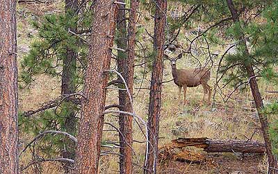 Wildlife (Mule Deer, Elk, Big Horn Sheep)