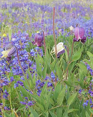 Wildflowers