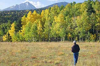 A photographer Shoots Aspens
