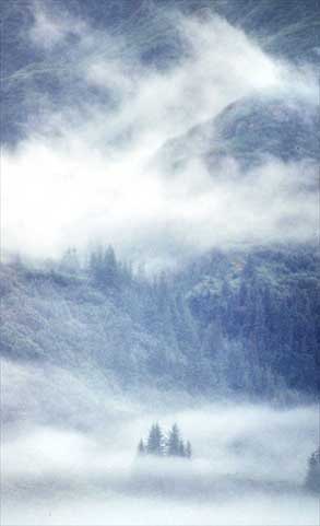 Trees in Valdez, Alaska