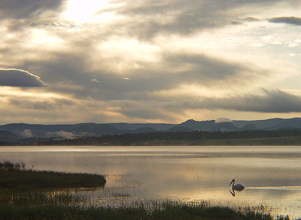 Summer Sunrise Nature/Wildlife Photo Shoot in Westcliffe, Colorado