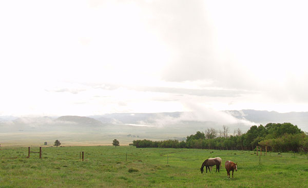 Summer Sunrise Nature/Wildlife Photo Shoot in Westcliffe, Colorado