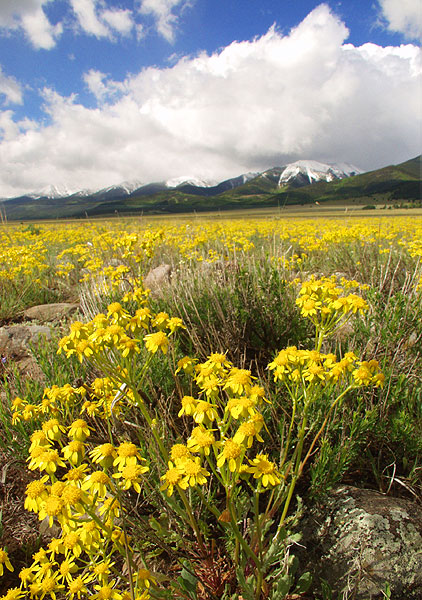 Summer Sunrise Nature/Wildlife Photo Shoot in Westcliffe, Colorado
