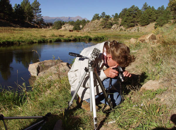 Summer Sunrise Nature/Wildlife Photo Shoot in Westcliffe, Colorado