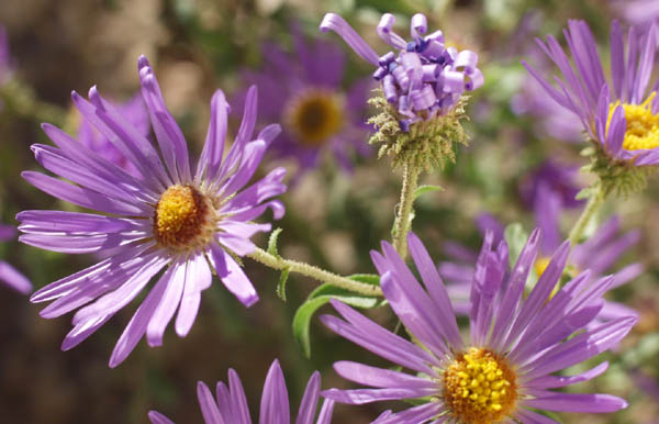 Summer Sunrise Nature/Wildlife Photo Shoot in Westcliffe, Colorado