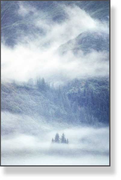 Trees in Fog, Valdez, Alaska 