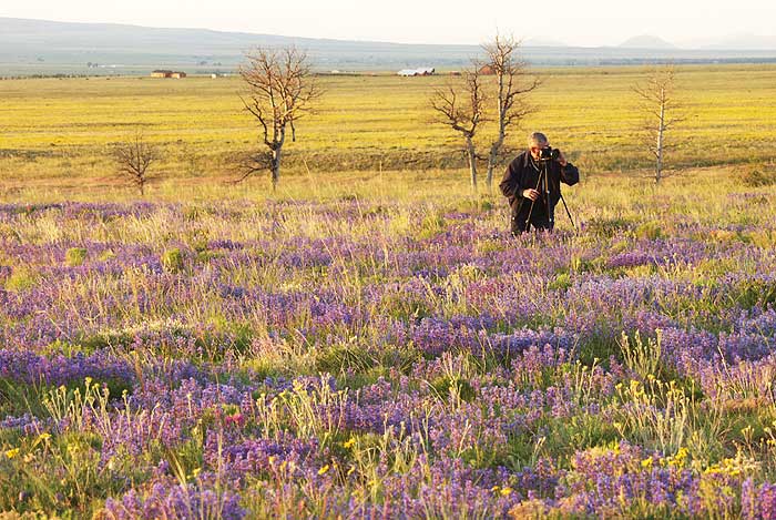 A Photographer Shoots in a Field of Wildflowers in Westcliffe, Colorado