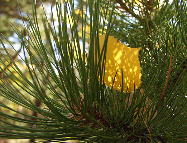 Autumn Sunrise Nature/Wildlife Photo Shoot in Westcliffe, Colorado