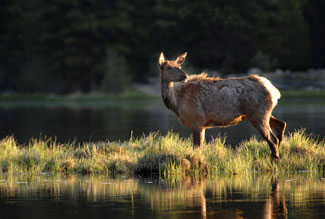 Wildlife (Mule Deer, Elk, Big Horn Sheep)