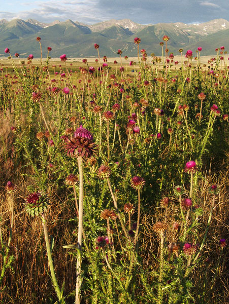 Summer Sunrise Nature/Wildlife Photo Shoot in Westcliffe, Colorado